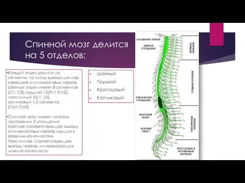 Спинной мозг делится на 5 отделов: Шейный Грудной Крестцовый Копчиковый Каждый