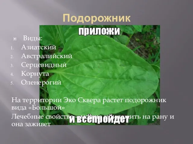 Подорожник Виды: Азиатский Австралийский Серцевидный Корнута Оленерогий На территории Эко Сквера