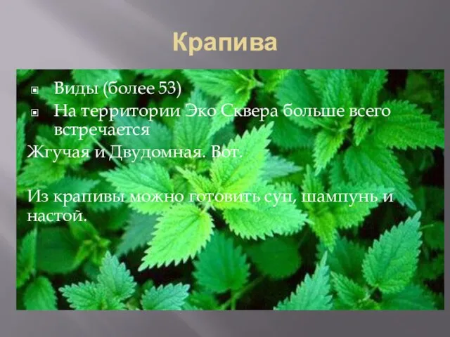 Крапива Виды (более 53) На территории Эко Сквера больше всего встречается