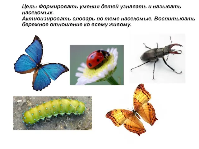 Цель: Формировать умения детей узнавать и называть насекомых. Активизировать словарь по