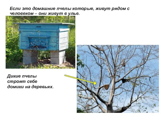 Если это домашние пчелы которые, живут рядом с человеком – они