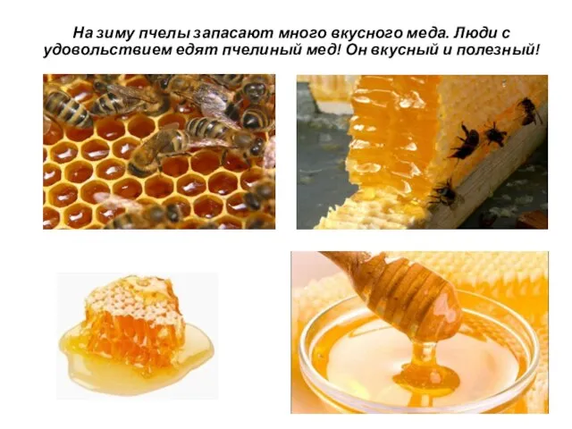 На зиму пчелы запасают много вкусного меда. Люди с удовольствием едят