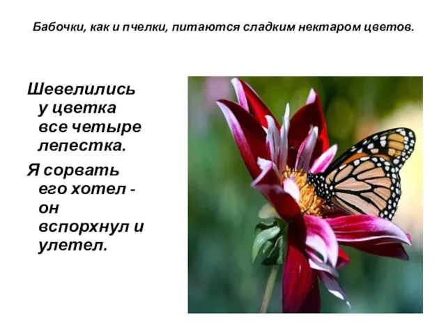 Бабочки, как и пчелки, питаются сладким нектаром цветов. Шевелились у цветка