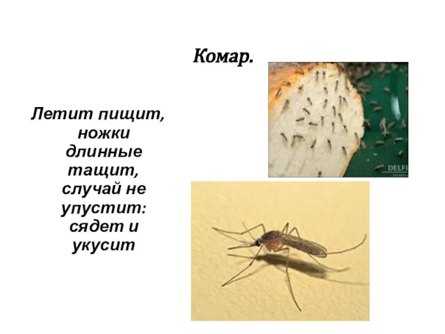 Комар. Летит пищит, ножки длинные тащит, случай не упустит: сядет и укусит