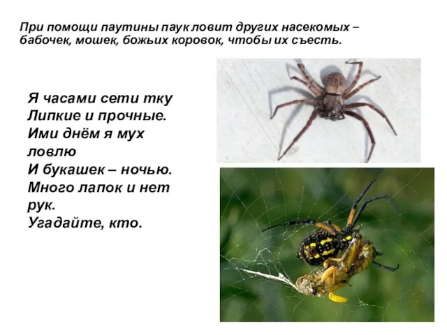 При помощи паутины паук ловит других насекомых – бабочек, мошек, божьих