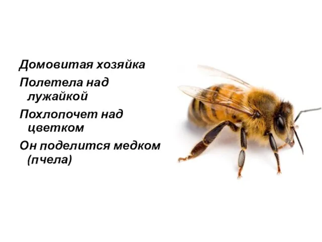 Домовитая хозяйка Полетела над лужайкой Похлопочет над цветком Он поделится медком (пчела)