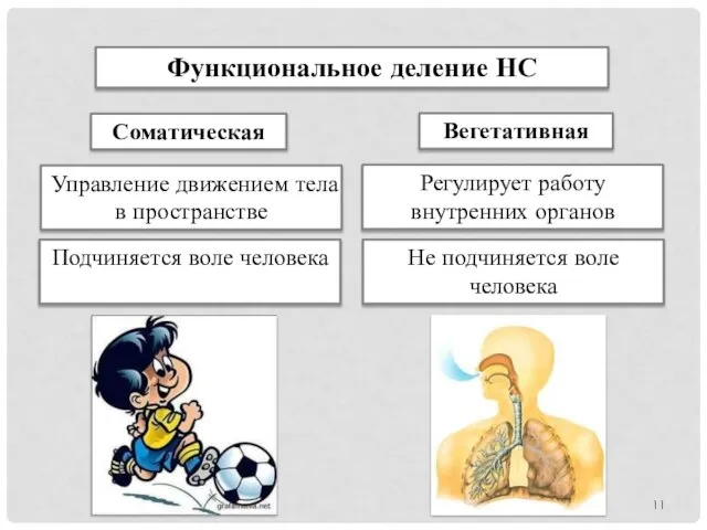 Функциональное деление НС Управление движением тела в пространстве Регулирует работу внутренних