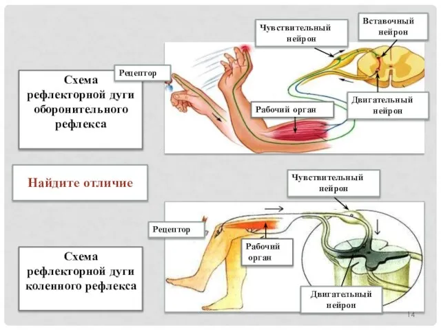 Найдите отличие Схема рефлекторной дуги оборонительного рефлекса Схема рефлекторной дуги коленного