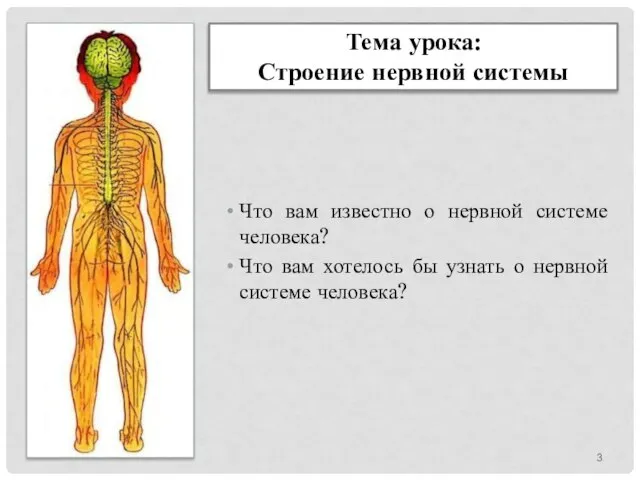 Тема урока: Строение нервной системы Что вам известно о нервной системе