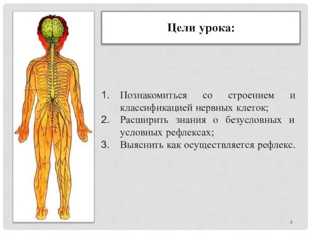 Цели урока: Познакомиться со строением и классификацией нервных клеток; Расширить знания