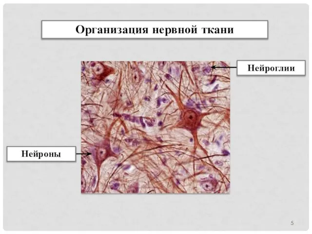 Организация нервной ткани Нейроглии Нейроны