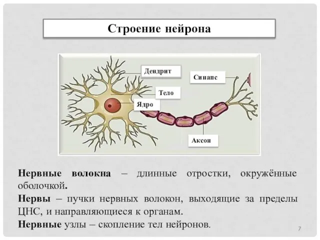 Строение нейрона Нервные волокна – длинные отростки, окружённые оболочкой. Нервы –