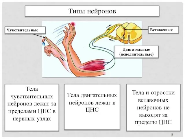 Типы нейронов Тела чувствительных нейронов лежат за пределами ЦНС в нервных