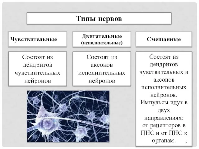 Типы нервов Состоят из дендритов чувствительных нейронов Состоят из аксонов исполнительных