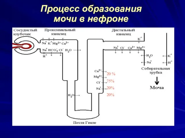 Процесс образования мочи в нефроне 20 % 75% 20% 20%