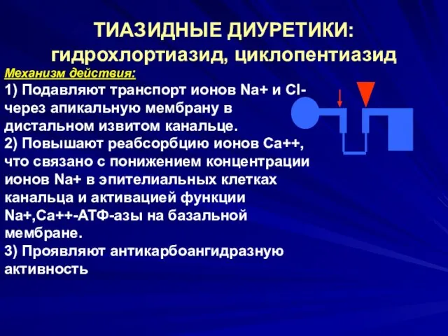 ТИАЗИДНЫЕ ДИУРЕТИКИ: гидрохлортиазид, циклопентиазид Механизм действия: 1) Подавляют транспорт ионов Na+