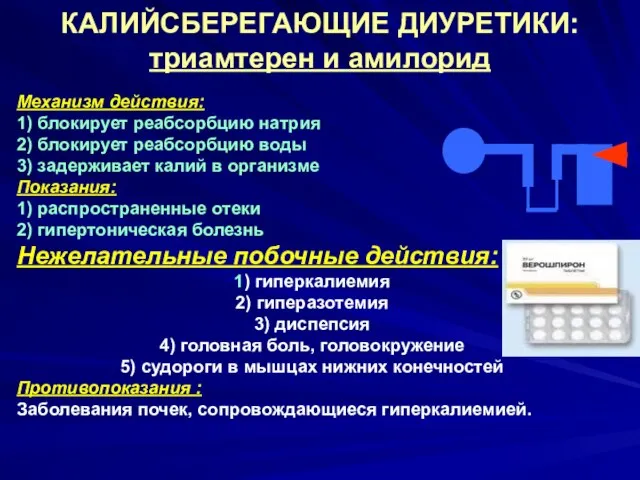 КАЛИЙСБЕРЕГАЮЩИЕ ДИУРЕТИКИ: триамтерен и амилорид Механизм действия: 1) блокирует реабсорбцию натрия