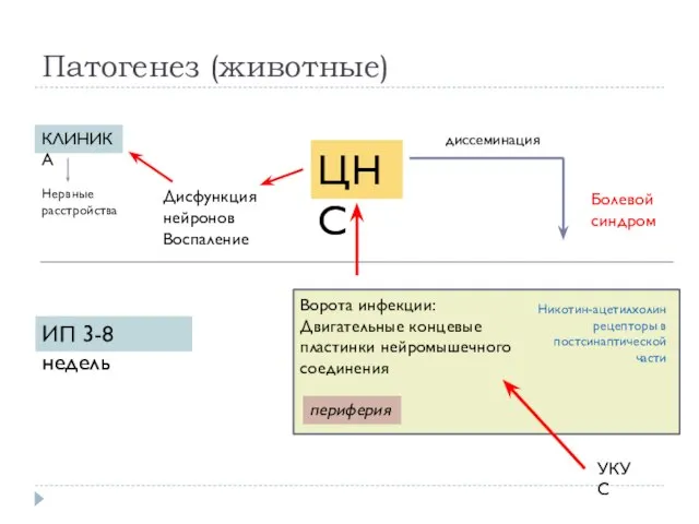 Патогенез (животные) Ворота инфекции: Двигательные концевые пластинки нейромышечного соединения УКУС Никотин-ацетилхолин