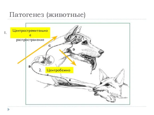 Патогенез (животные) Центростремительное распространение 1. Центробежное 2.