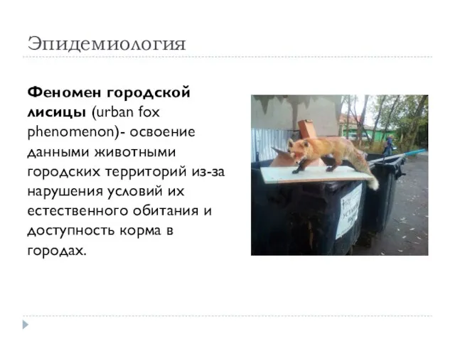 Эпидемиология Феномен городской лисицы (urban fox phenomenon)- освоение данными животными городских