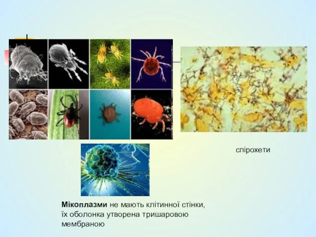 спірохети Мікоплазми не мають клітинної стінки, їх оболонка утворена тришаровою мембраною