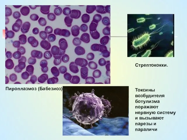 Пироплазмоз (Бабезиоз) Стрептококки. Токсины возбудителя ботулизма поражают нервную систему и вызывают парезы и параличи