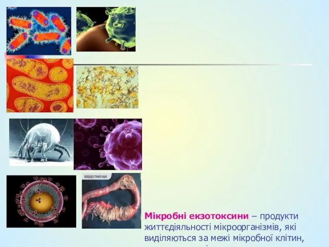 Мікробні екзотоксини – продукти життєдіяльності мікроорганізмів, які виділяються за межі мікробної