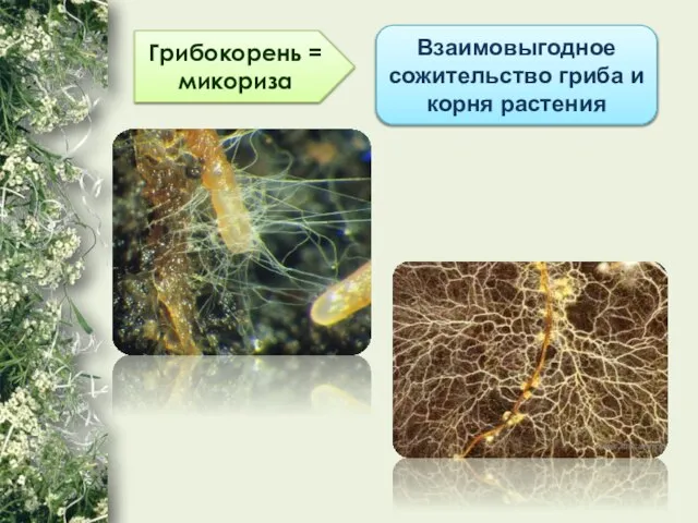 Грибокорень = микориза Взаимовыгодное сожительство гриба и корня растения