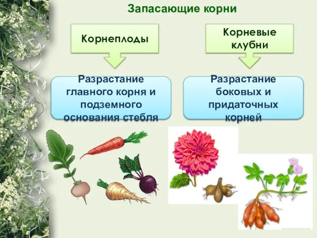 Запасающие корни Корнеплоды Корневые клубни Разрастание главного корня и подземного основания