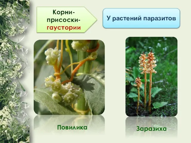 Корни-присоски- гаустории У растений паразитов Повилика Заразиха