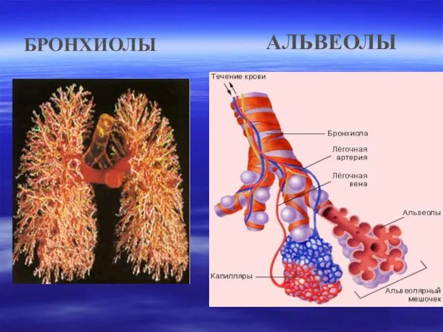 АЛЬВЕОЛЫ БРОНХИОЛЫ