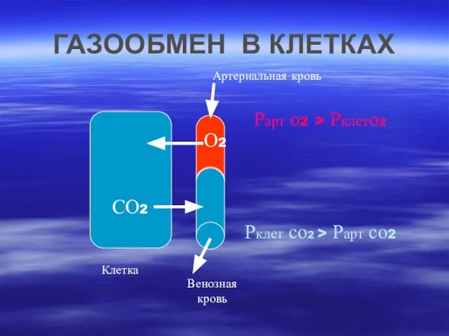 ГАЗООБМЕН В КЛЕТКАХ Клетка Рклет со2 > Рарт со2 Рарт о2