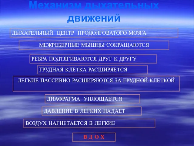 Механизм дыхательных движений ДЫХАТЕЛЬНЫЙ ЦЕНТР ПРОДОЛГОВАТОГО МОЗГА МЕЖРЕБЕРНЫЕ МЫШЦЫ СОКРАЩАЮТСЯ РЕБРА