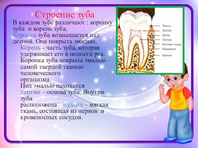 Строение зуба В каждом зубе различают : коронку зуба и корень