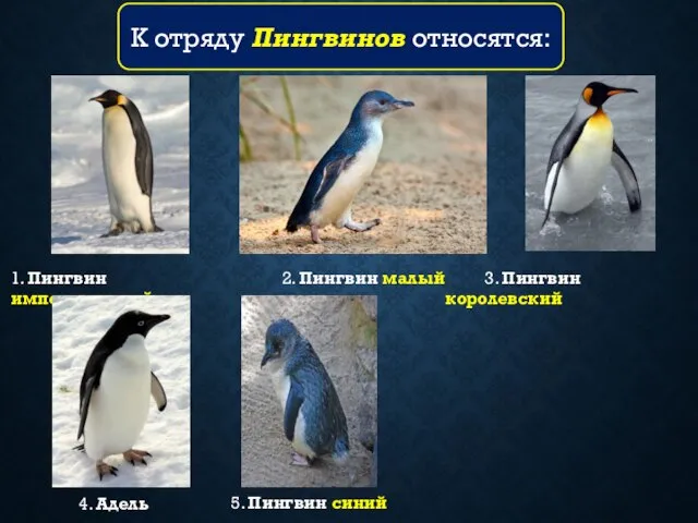 К отряду Пингвинов относятся: 1. Пингвин императорский 3. Пингвин королевский 2.