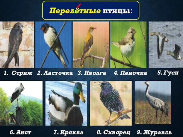 1. Стриж 2. Ласточка 3. Иволга 4. Пеночка 5. Гуси 6.