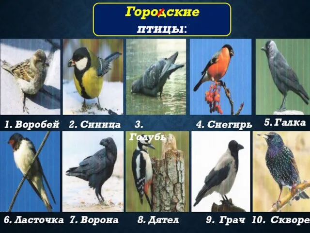 1. Воробей 2. Синица 3. Голубь 4. Снегирь 5. Галка 6.