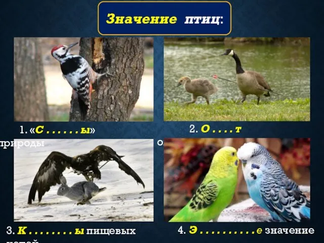 Значение птиц: 1. «С . . . . . . ы»