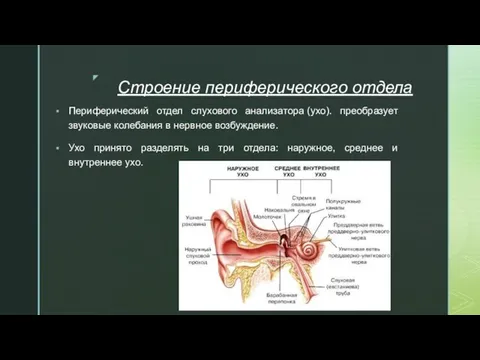 Строение периферического отдела Периферический отдел слухового анализатора (ухо). преобразует звуковые колебания