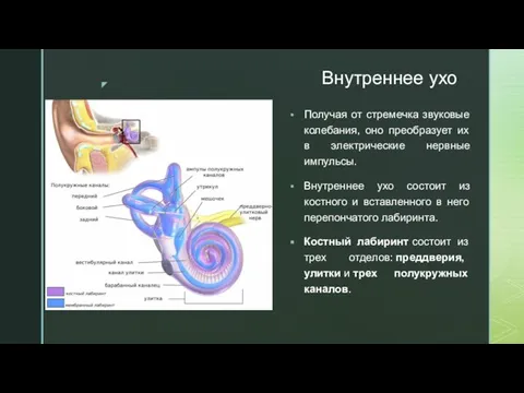 Внутреннее ухо Получая от стремечка звуковые колебания, оно преобразует их в