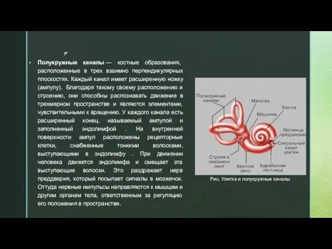 Полукружные каналы — костные образования, расположенные в трех взаимно перпендикулярных плоскостях.