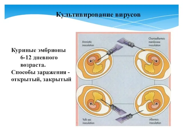 Культивирование вирусов Куриные эмбрионы 6-12 дневного возраста. Способы заражения - открытый, закрытый