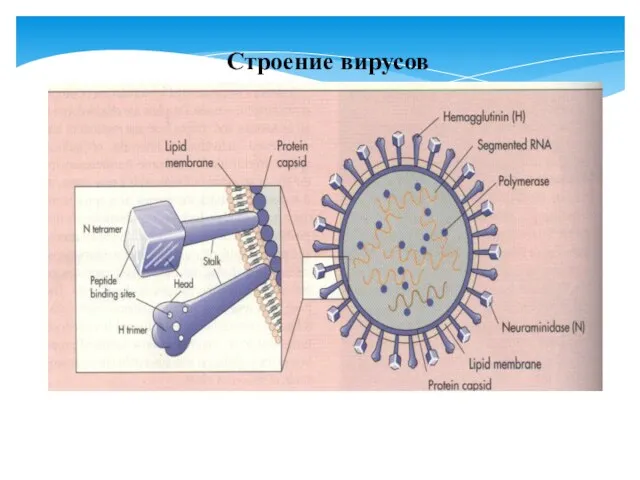 Строение вирусов