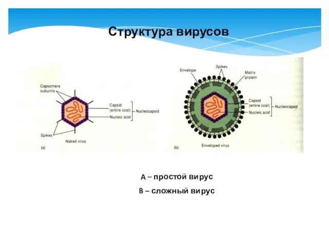 Структура вирусов A – простой вирус B – сложный вирус