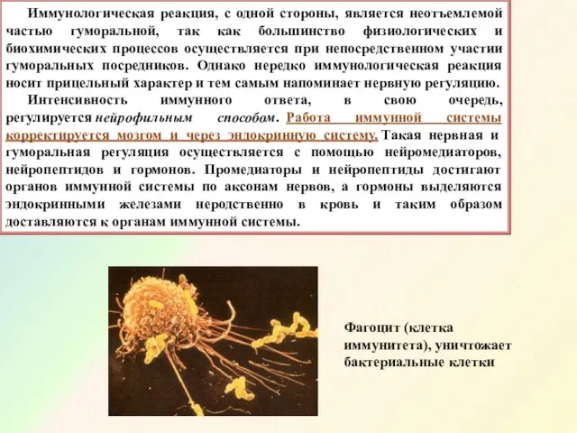 Иммунологическая реакция, с одной стороны, является неотъемлемой частью гуморальной, так как