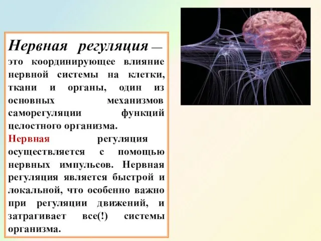 Нервная регуляция — это координирующее влияние нервной системы на клетки, ткани