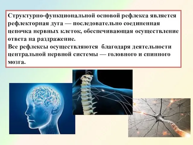 Структурно-функциональной основой рефлекса является рефлекторная дуга — последовательно соединенная цепочка нервных