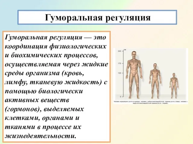 Гуморальная регуляция Гуморальная регуляция — это координация физиологических и биохимических процессов,