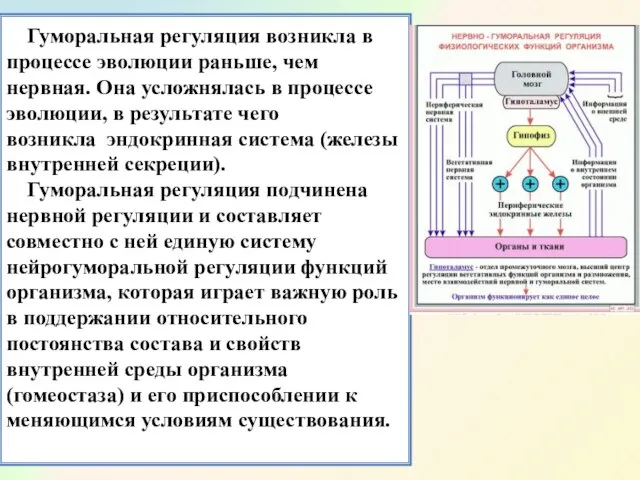 Гуморальная регуляция возникла в процессе эволюции раньше, чем нервная. Она усложнялась