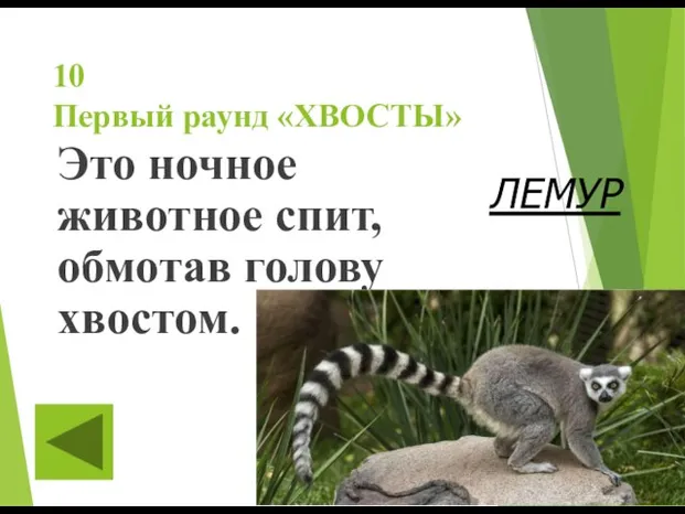 10 Первый раунд «ХВОСТЫ» Это ночное животное спит, обмотав голову хвостом. ЛЕМУР